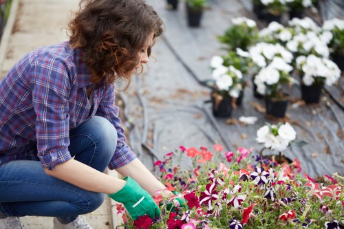 A person with curly brown hair, wearing a blue and red checkered shirt, blue jeans, and green gardening gloves, is kneeling in a garden arranging or planting colourful flowering plants with deep pink and purple hues. The garden features a neatly maintained lawn with dense, green grass in the foreground, bordered by flower beds containing a variety of flowering plants and shrubs. In the background, there are rows of potted white flowers and other seasonal plants, all set on a black covering typical of greenhouse or nursery settings. The scene is outdoors, with natural lighting suggesting a bright, clear day, and the environment appears organized for garden maintenance or planting activities, reflecting professional gardening services in Bethnal Green.